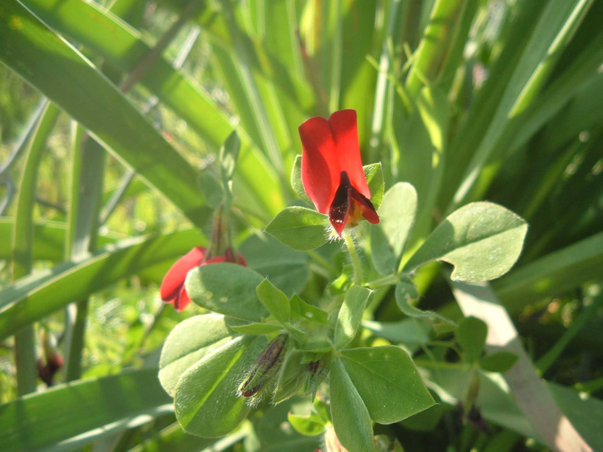 Tetragonolobus purpureus